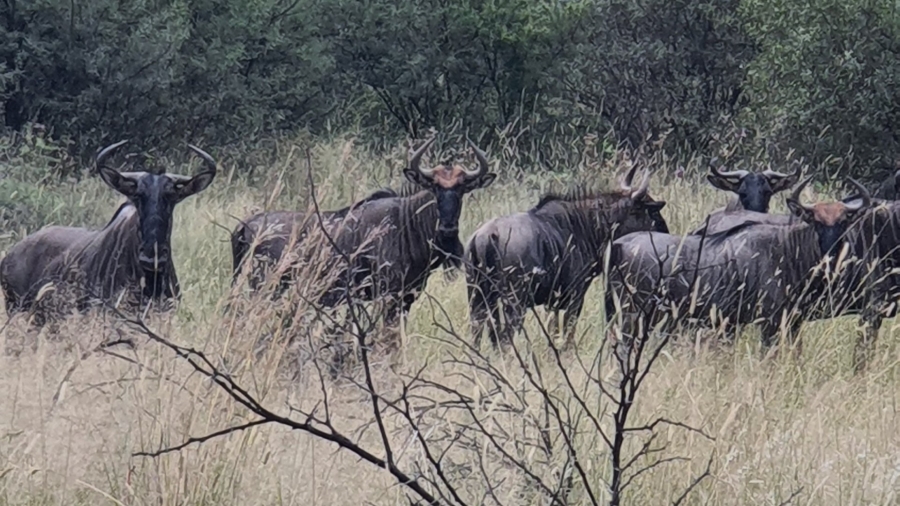 Commercial Property for Sale in La Camargue Private Country Estate North West